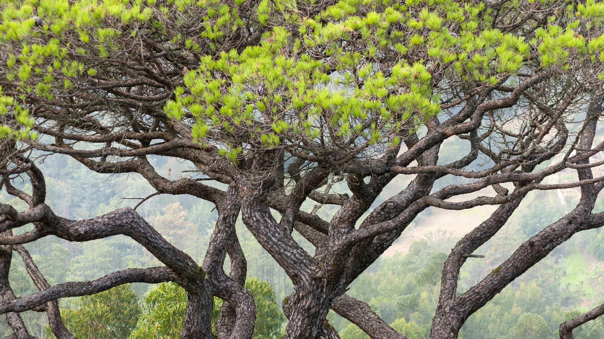 Detail of the branches of an old pine tree, Bussaco Forest Park, Portugal