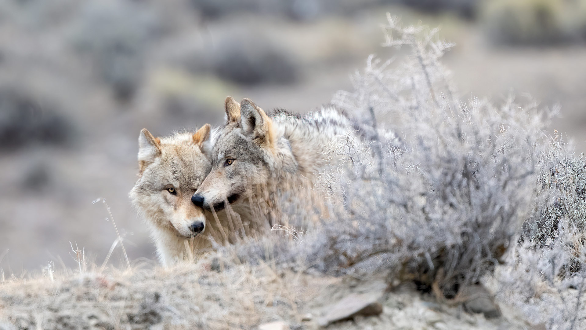 Two gray wolves, Yellowstone National Park, Wyoming