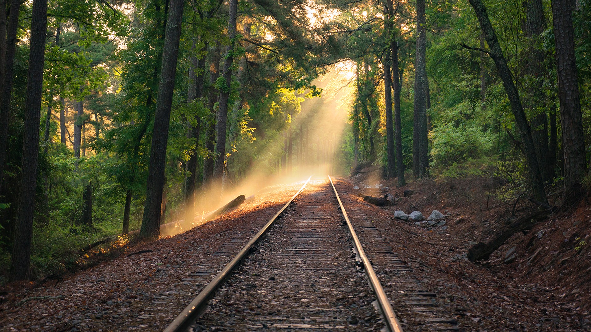 Just off the trail near 'the way up' at Stone Mountain Park, Georgia, USA