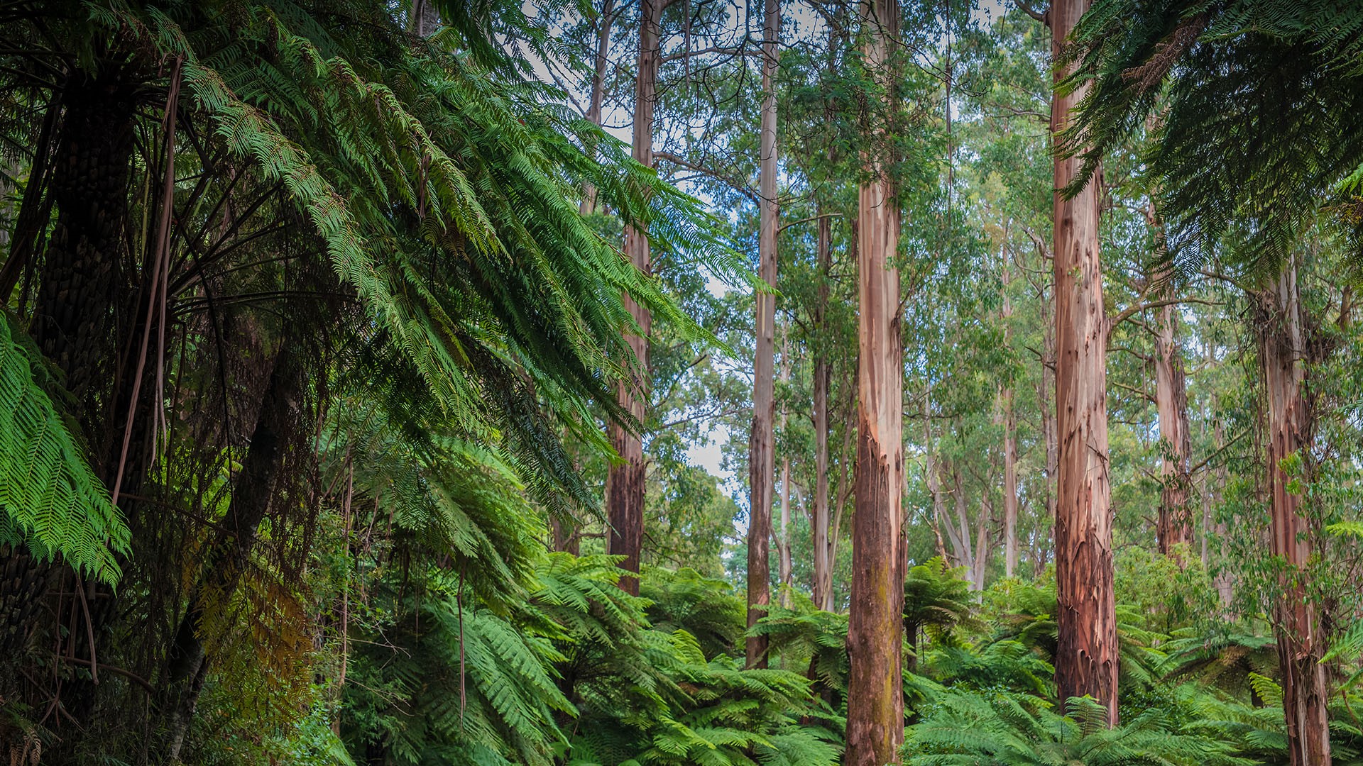 Giant mountain ash and tree-ferns in Tarra-Bulga National Park, South Gippsland, Victoria, Australia