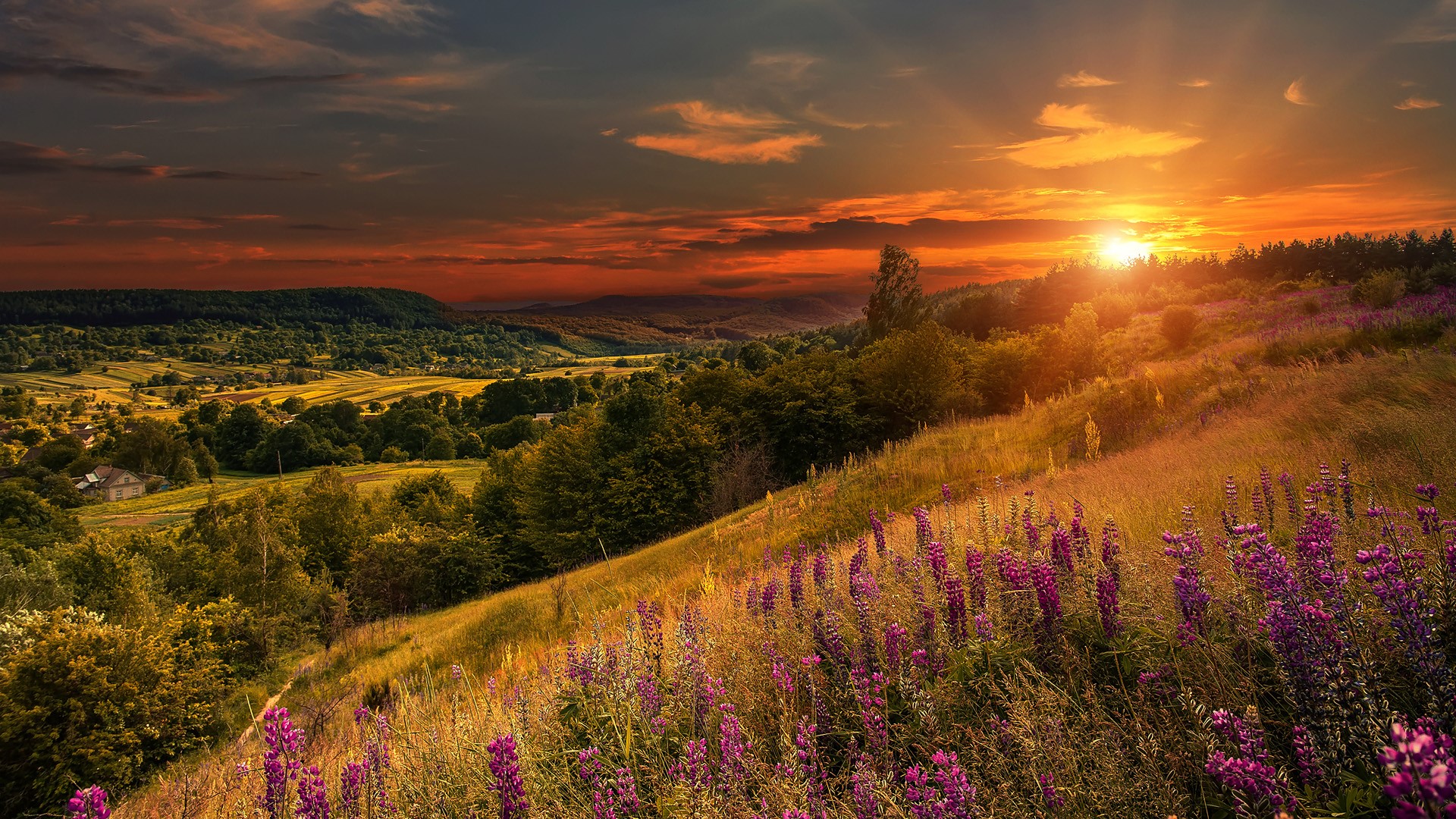 Overcast sky with clouds over the mountain valley with pink lupine flowers at sunset