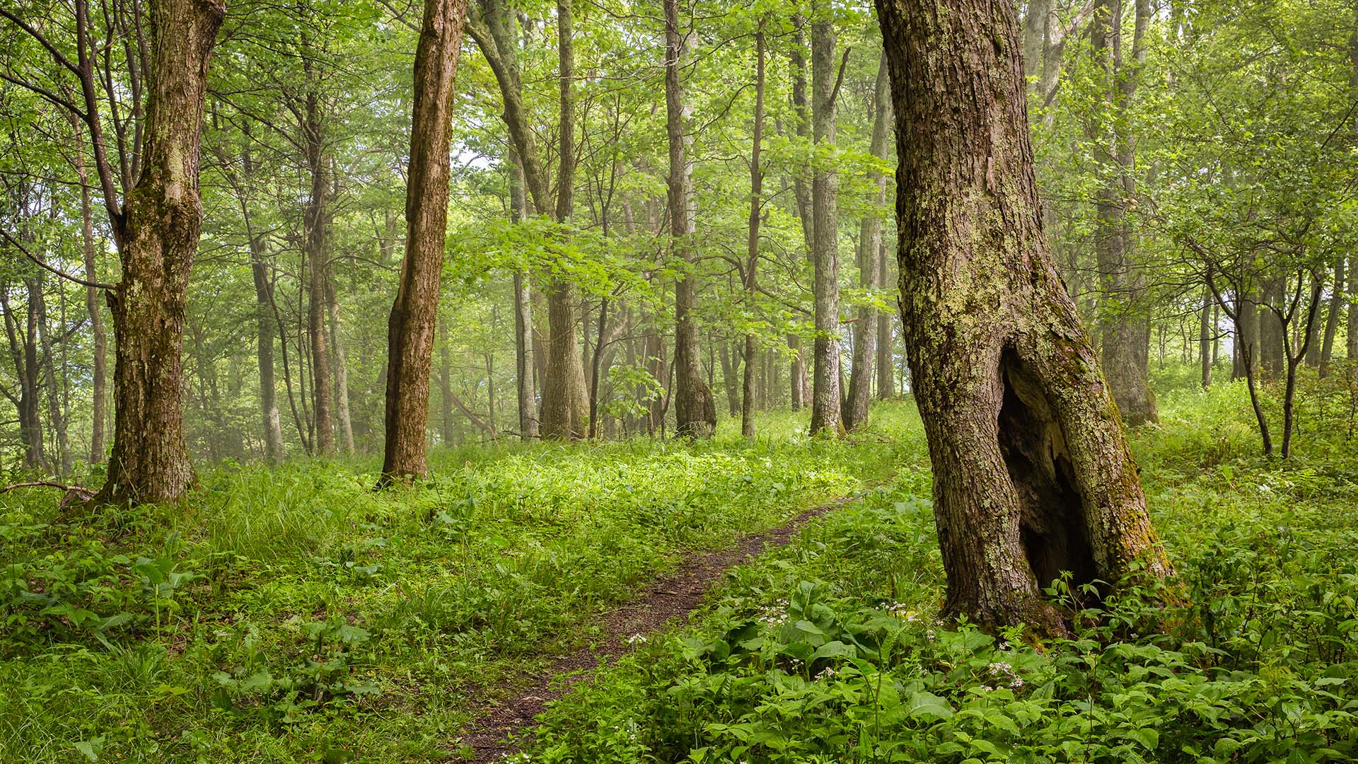 Trail in Monongahela National Forest near Bickle Knob, West Virginia, USA