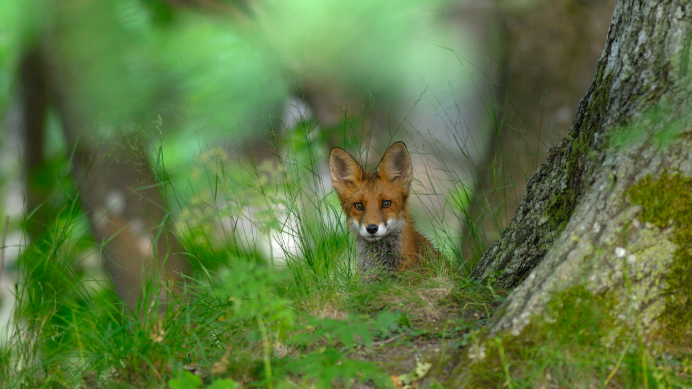 A red fox in the forest of Elfvik near Lidingö, Sweden