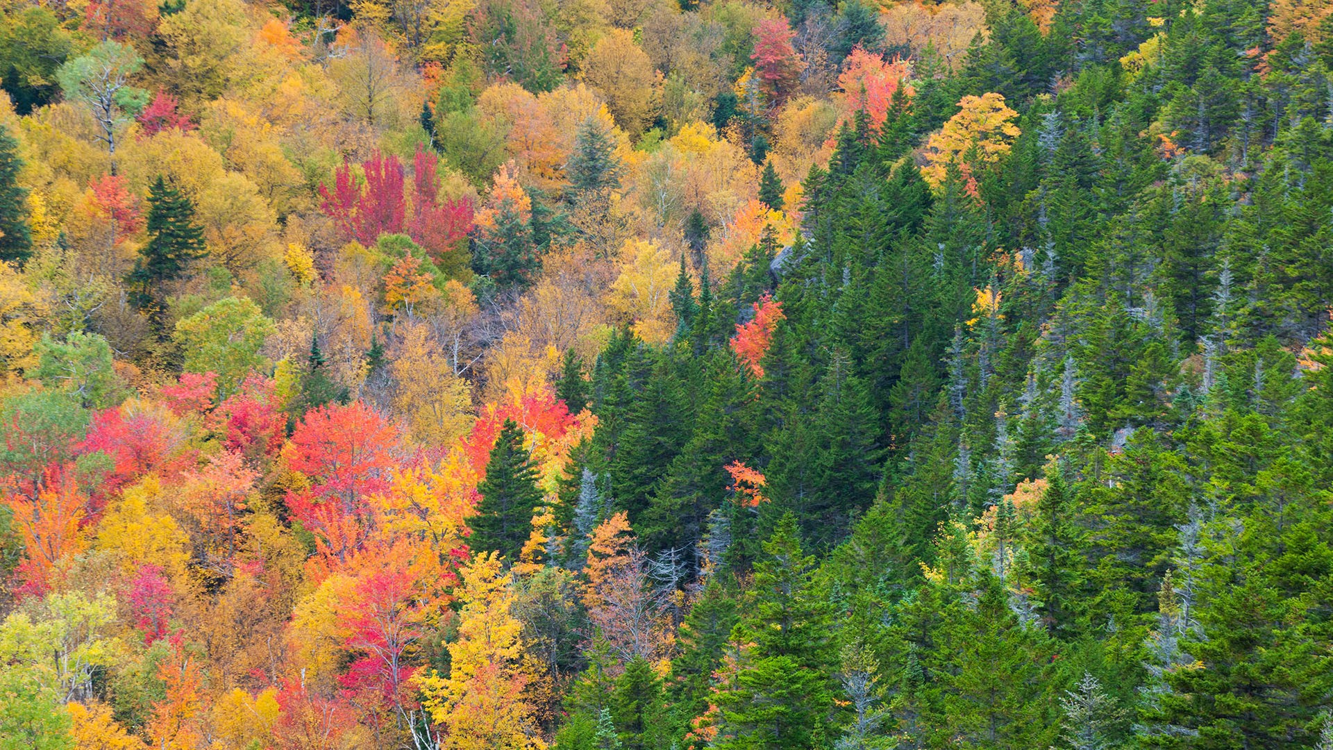 Forest in autumn from upper Inlook Trail, White Mountain National Forest, New Hampshire, USA