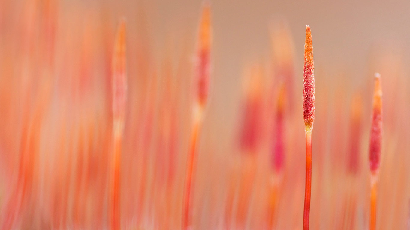 Macro picture of a variety of bristly haircap moss