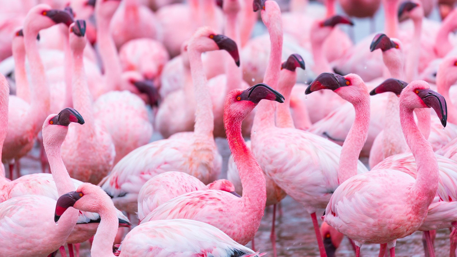 Flamingos, Salinas, Walvis Bay, Namibia, Africa