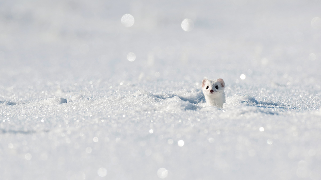 Stoat (aka ermine) in the Jura Mountains, France